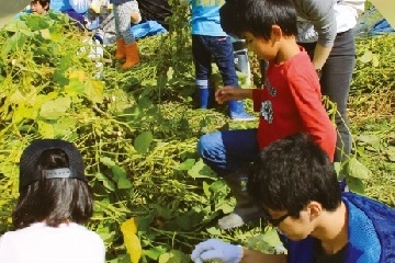 丹波篠山産黒枝豆収穫祭